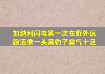 加纳利闪电第一次在野外疯跑活像一头黑豹子霸气十足
